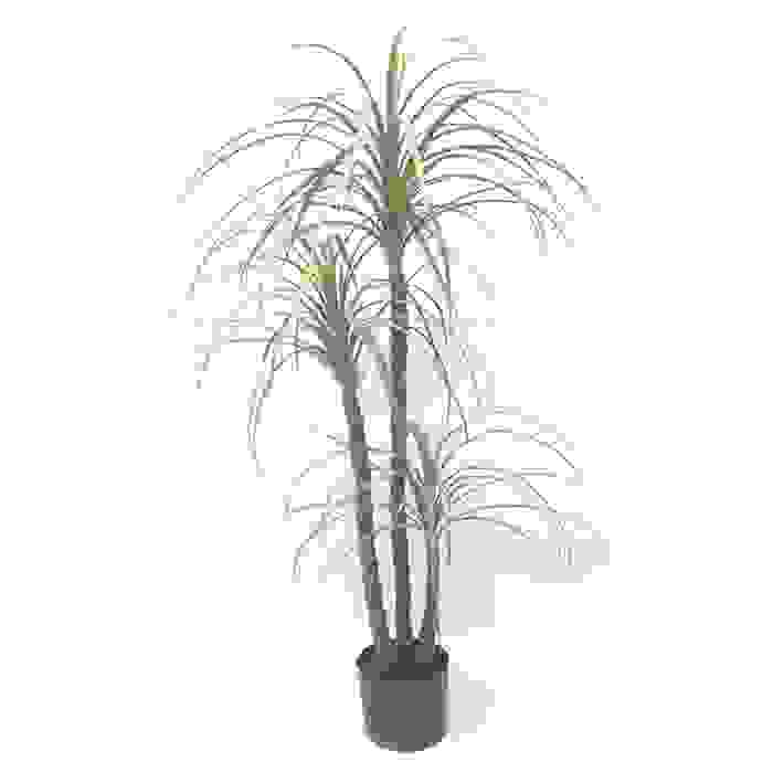 Yucca stem - 3