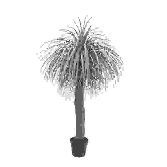 Wild Yucca tree - small